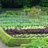 Šta se sa čime može saditi u gredicama: sto